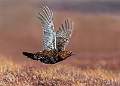 Red Grouse In Flight